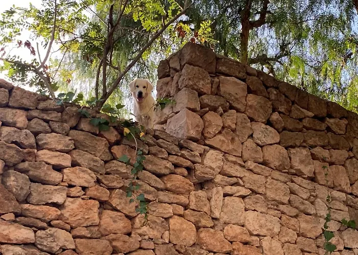 Oda ve Kahvaltı Ibiza Paradise